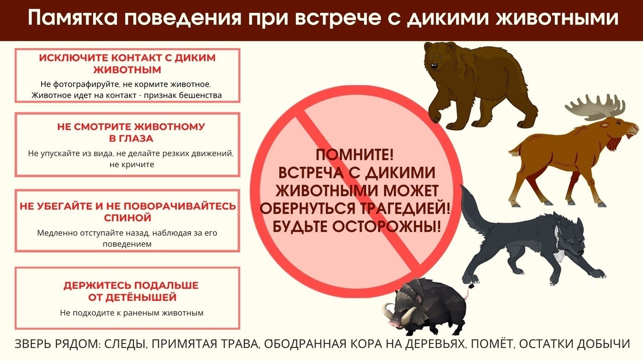 Правила поведения при встрече с дикими животными.